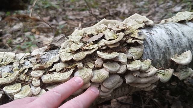 Весенние грибы