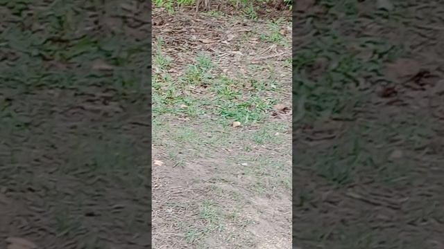 В сосновом бору. Птица, которая нас не боится