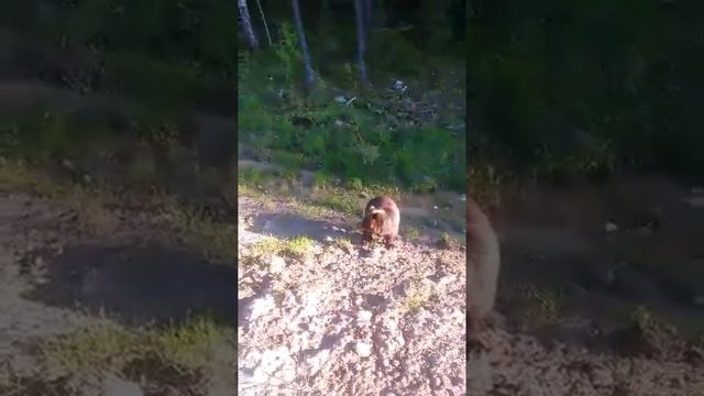 Медведь попрошайка....