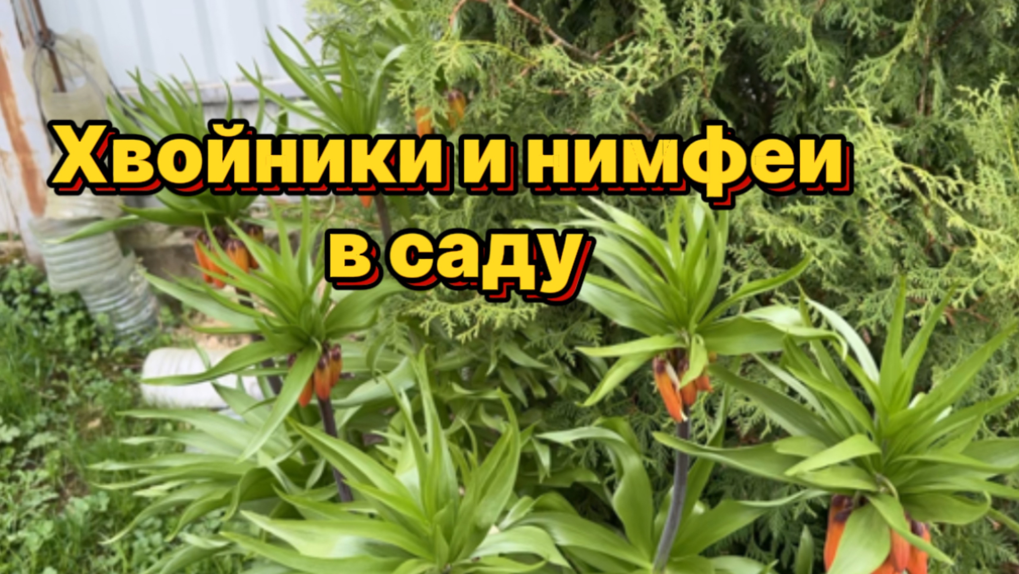 Нимфеи в саду | Хвоные растения на участке