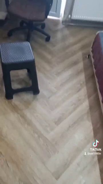 шпиц померанский лапка