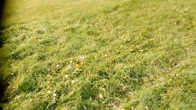 Одуванчик в октябре