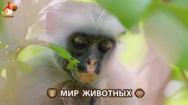 Животный мир планеты – красота и грация созданий Природы 🦁🦚🐵 Выпуск (39) 🐻🦉🦝