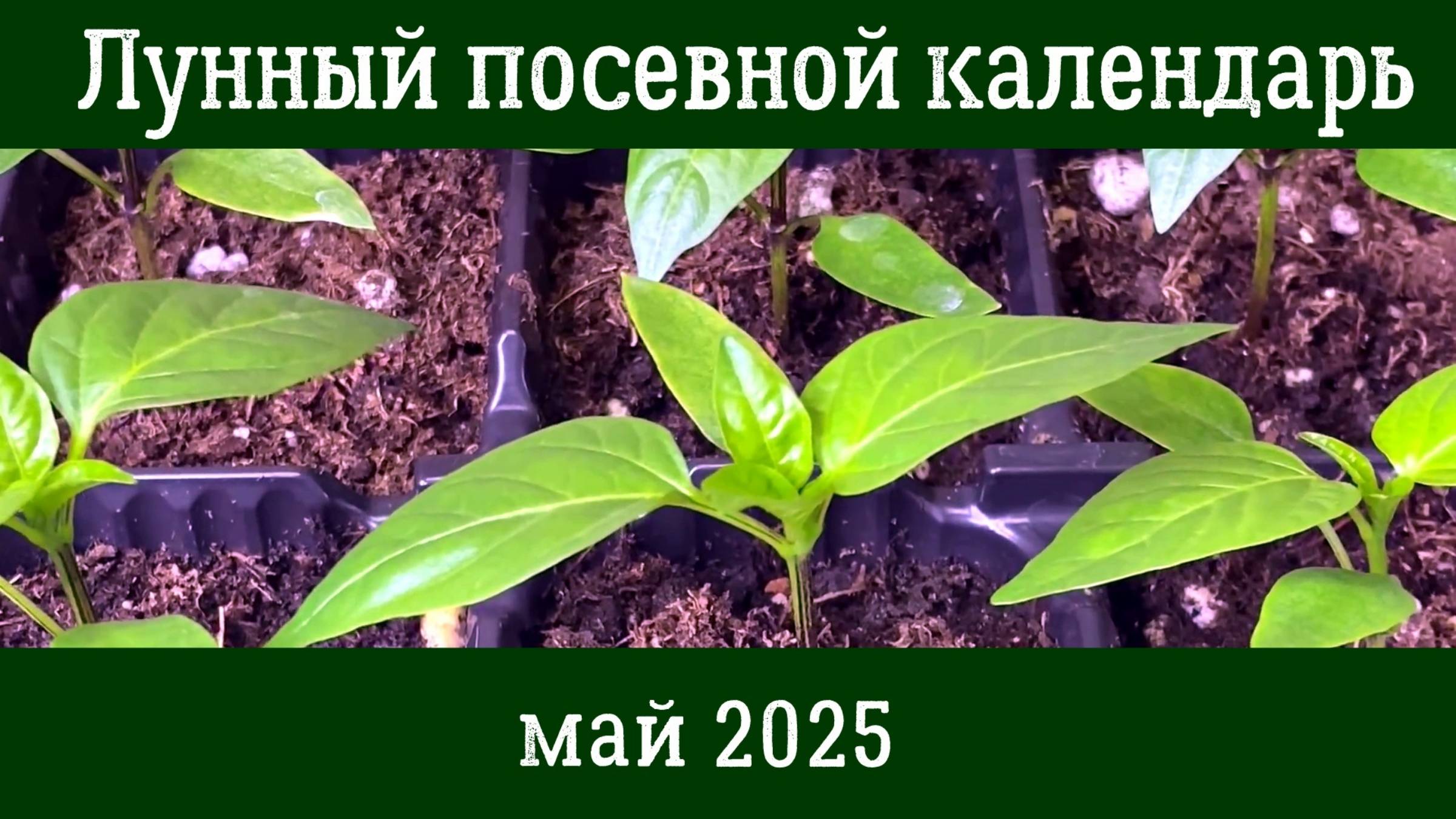 ЛУННЫЙ ПОСЕВНОЙ КАЛЕНДАРЬ ОГОРОДНИКА НА МАЙ 2025. 🌱 Что и когда сеять в мае 🌱