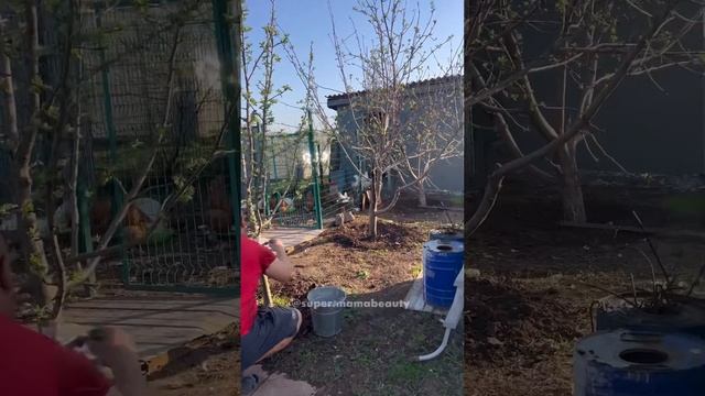 Заболели куры