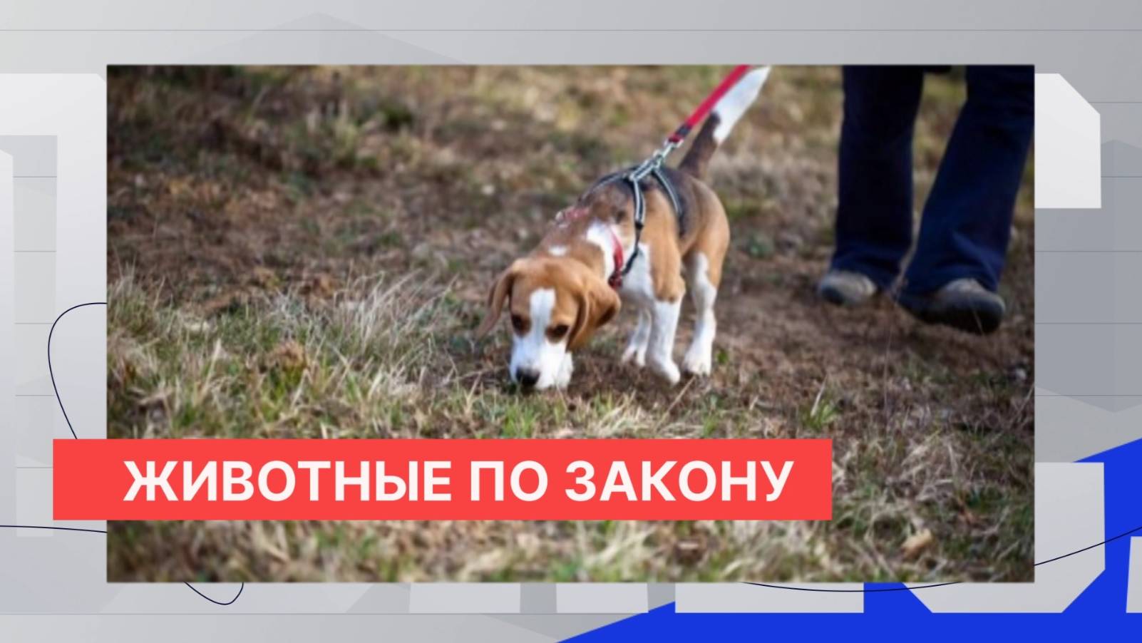 В Нижегородской области усиливают ответственность за содержание и выгул домашних животных