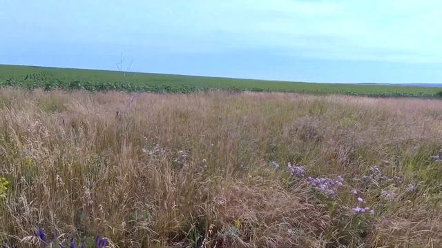 Коп 2023. С грибами затишье временное, копаем железо!