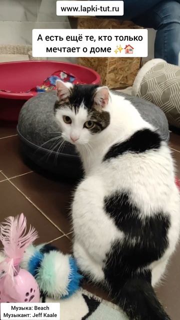 кот ищет дом