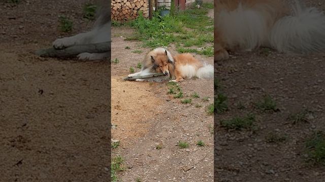 пинокичка грызёт палочку