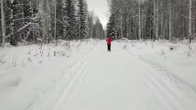 Лесная прогулка со шпицом