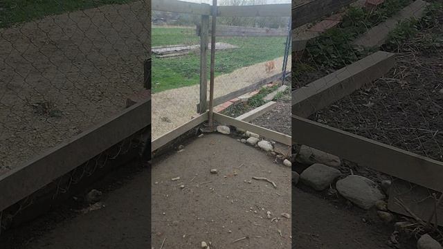 Загоняю курочек🐔 с прогулки