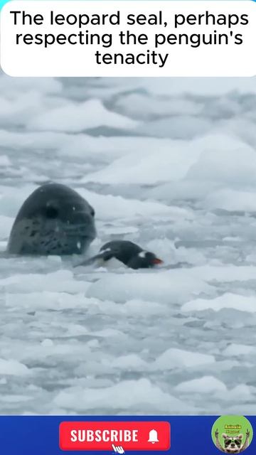 How this Penguin survived the Leopard seal #wildlife #animals #viralshorts