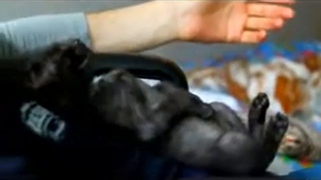 Фильм О сенсорных способностях
