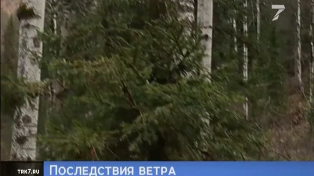 На красноярских Столбах ветром повалило деревья