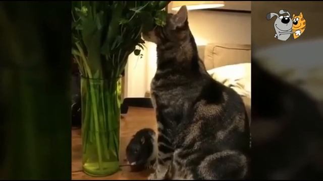 Funny animals. Cats, mice, hamsters  / Смешные животные. Кошки, мышки, хомячки