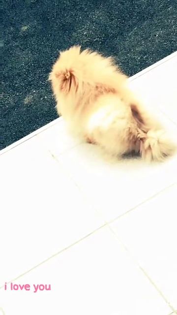Маленький щенок! Ми-ми-ми! Шпиц)💓😻