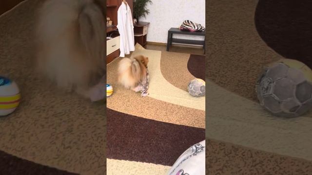 Мой помощник ,мой сахарок 😂 а ваш питомец убирается ?🐶#шпиц#dogvlog#yotube#Shorts#лучший#дом#жизнь
