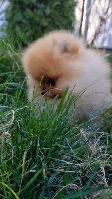 шпиц прогулка #spitz #шпиц #pomeranian #щенокшпица #померанскийшпиц