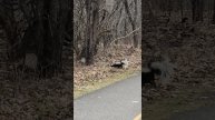 An unexpected encounter - the very same flavorful skunk !)))) Park, City of Ottawa, April 25, 2025.