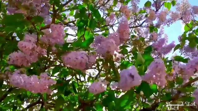 Песни для души. "Плыл по городу запах сирени"  Валерий Залкин