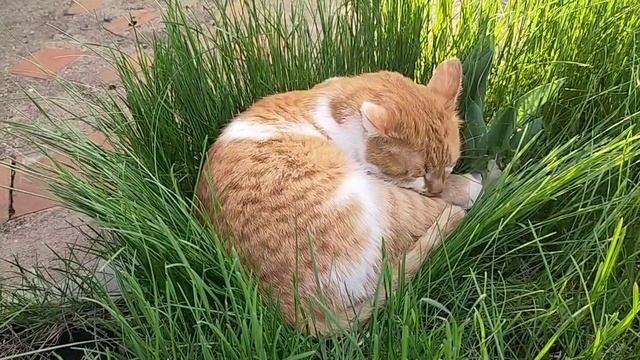 В саду. Вчерашний дождь нарушил все наши планы, дела не сделали. Рыжий гость🐱.