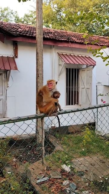 Обезьяны - городские жители Тринкомале на Шри-Ланке 🐒
