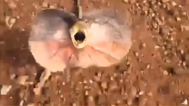 Опасная ящерица