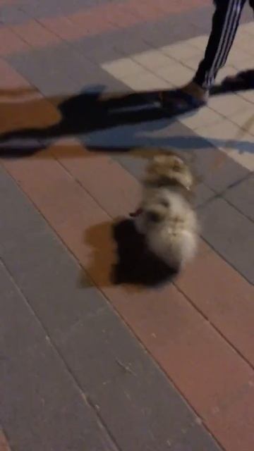 Померанский шпиц на первой его прогулке