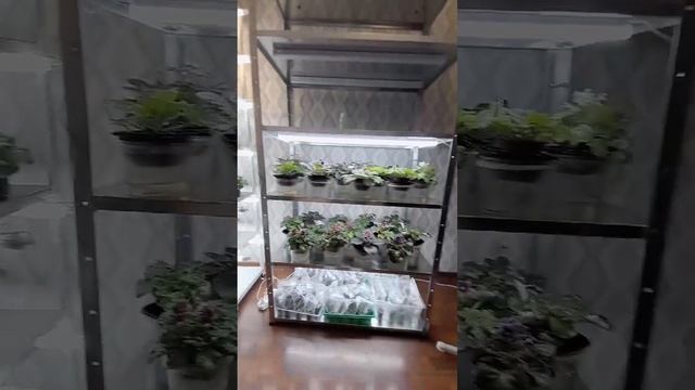 Фиалки, новый стеллаж.