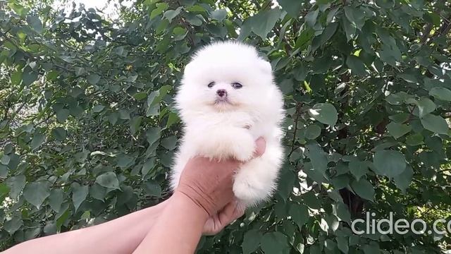 Померанский шпиц,девочка.