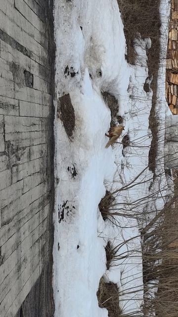 лиса пришла