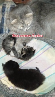 Котятам 3 недели, два котёнка от серой вислоухой кошки #животные #котики #питомцы