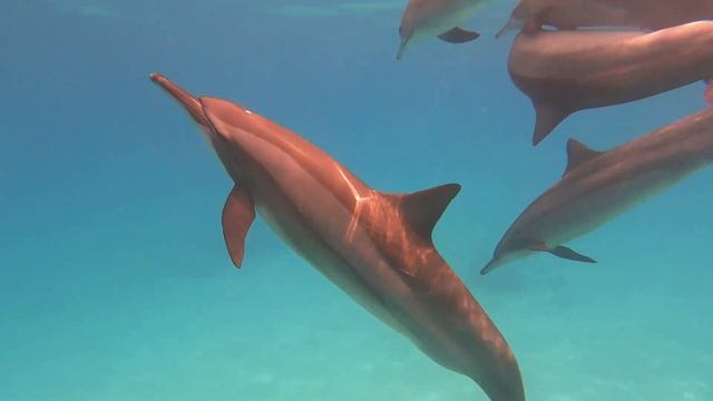 Dolphins at Sataya - August 2022