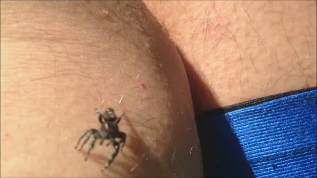 Phiddipus audax jumping spider capture and release
