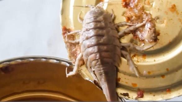 Как выбрать кильку в томатном соусе и не найти таракана в банке