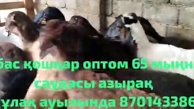 Шымкент мал базары Нұрлыбек тв 10 Кошкарлар сатлад Адрес телефон бағасы жоғарда екран бетнде тұр 👆