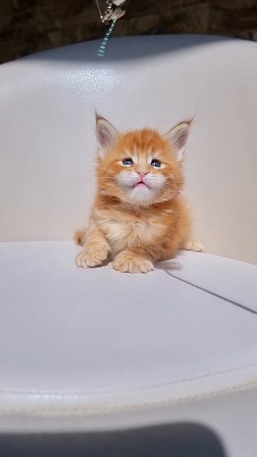 Simba Mos Lakshestar 5 недель котенок мейн кун.