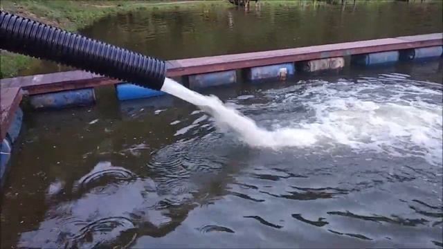 Зарыбление Верхнего пруда. 2500кг карпа. Клёвое место лосиный остров