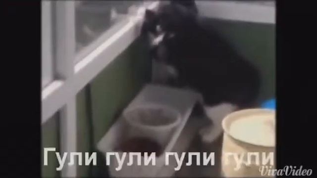 Котики мукотики