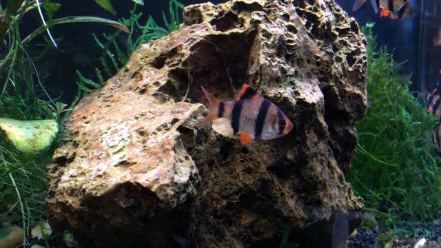 Sumatran Barbs - 20 minutes