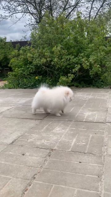 Красавица девочка кремового окраса свободна , #померанскийшпиц #pomeranian #pom #шпиц #animals