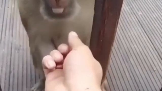 Шманк 😂 ха ха