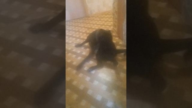 привет Аббата