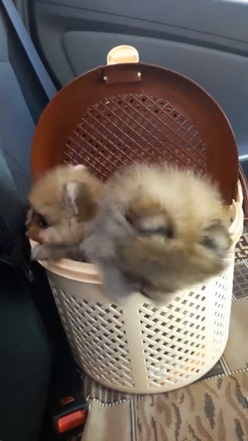 Шпицы продажа д.р.11.10.17