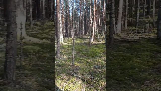 Ладожское озеро. Остров Койонсаари.