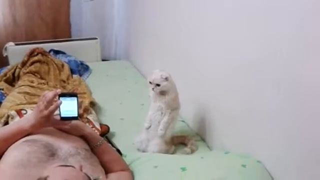 Воспитанный кот