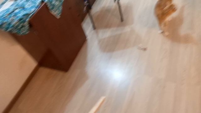 20250426_котейка