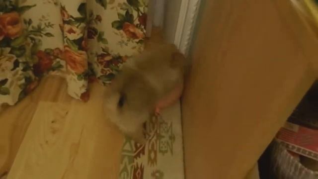 Щпиц Мишка с шариком