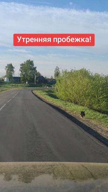 Утренняя пробежка!