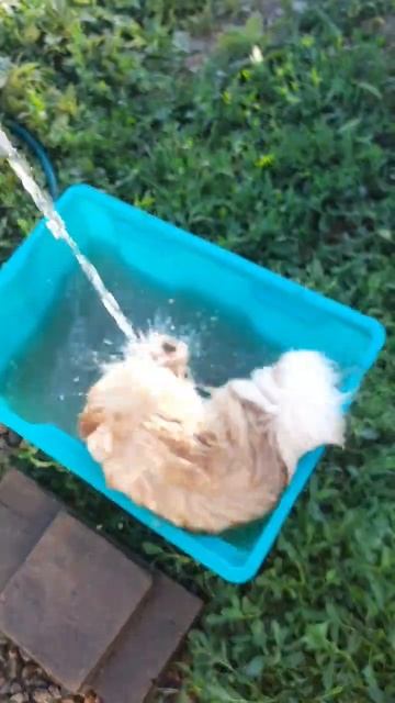 Как искупать шпица  летом )🤣 #dog #puppy #funny #cute